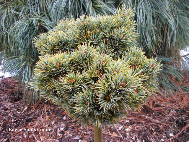 Pinus koraiensis 'Spring Grove'